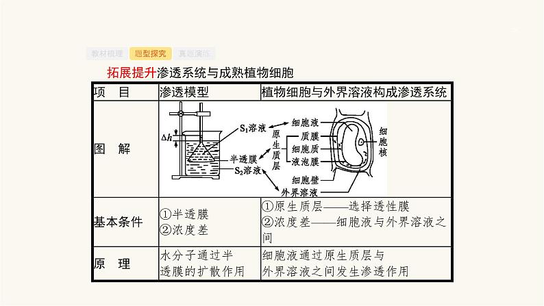 高考生物一轮复习第6讲物质出入细胞的方式课件07