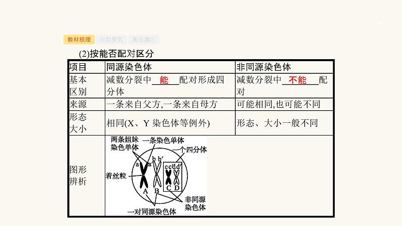 高考生物一轮复习第11讲减数分裂与受精作用课件04