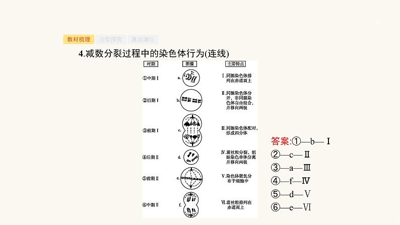 高考生物一轮复习第11讲减数分裂与受精作用课件06