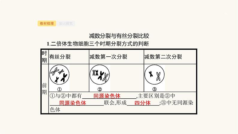 高考生物一轮复习第12讲减数分裂与有丝分裂比较课件03