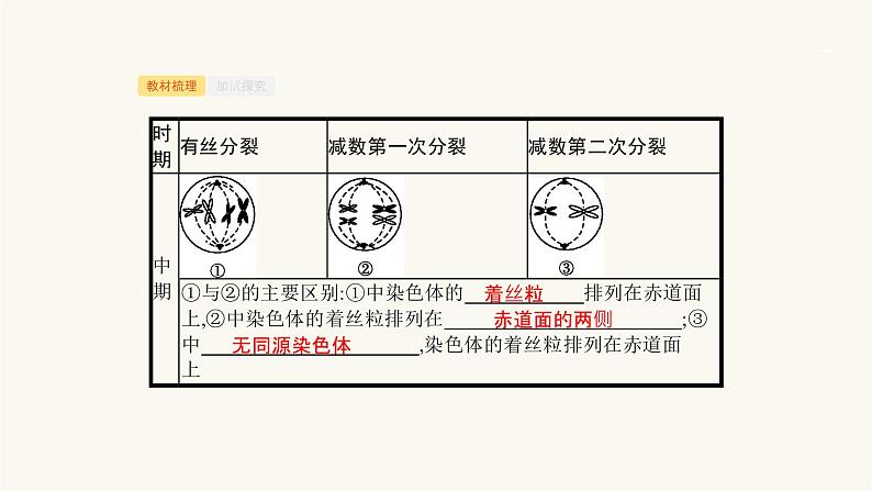 高考生物一轮复习第12讲减数分裂与有丝分裂比较课件04
