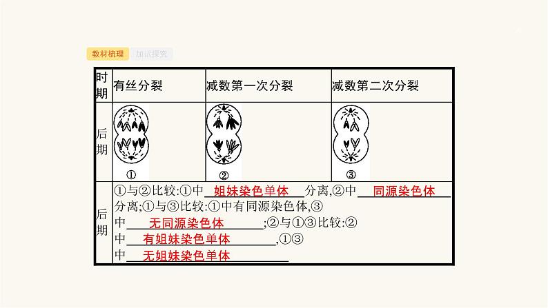 高考生物一轮复习第12讲减数分裂与有丝分裂比较课件05