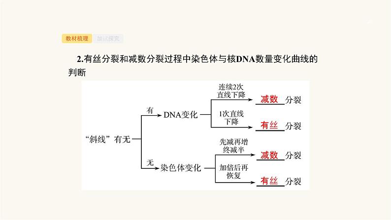 高考生物一轮复习第12讲减数分裂与有丝分裂比较课件06