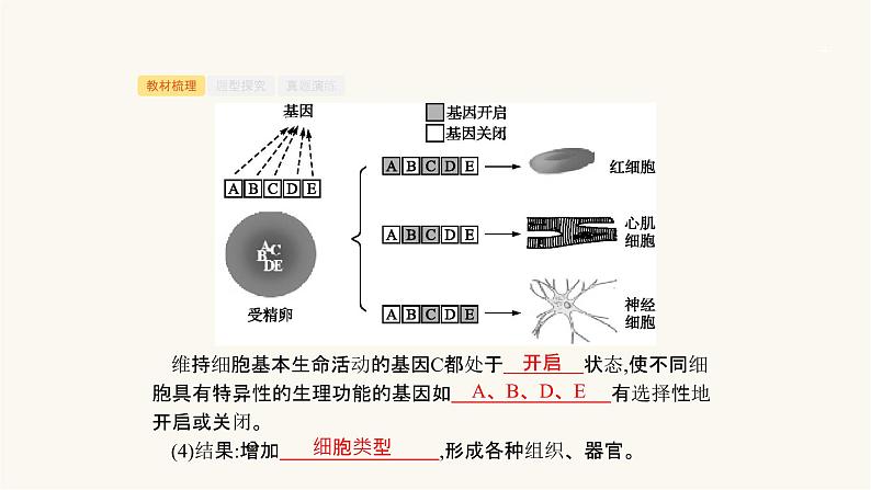 高考生物一轮复习第13讲细胞的分化、衰老、凋亡和癌变课件04