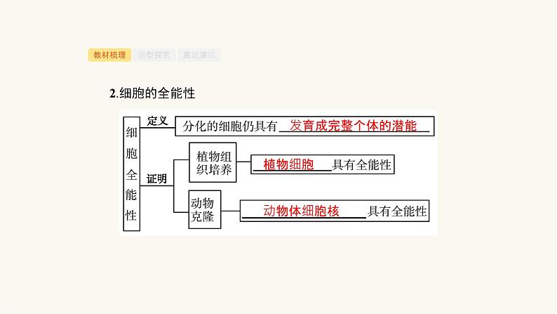 高考生物一轮复习第13讲细胞的分化、衰老、凋亡和癌变课件05