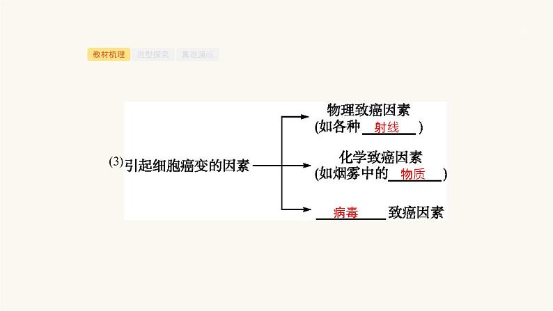 高考生物一轮复习第13讲细胞的分化、衰老、凋亡和癌变课件07