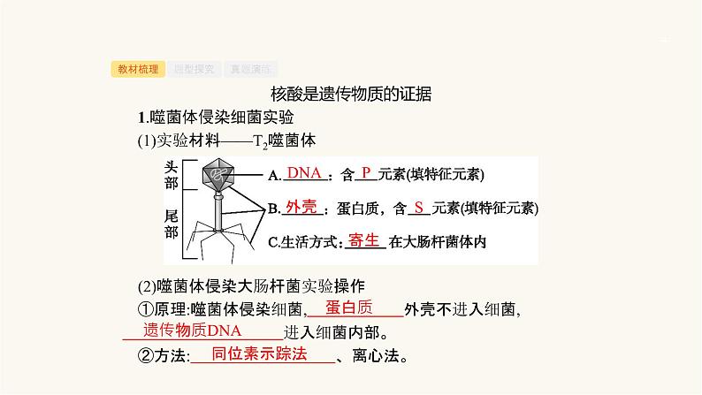 高考生物一轮复习第18讲核酸是遗传物质的证据、dna分子的结构和特点课件04