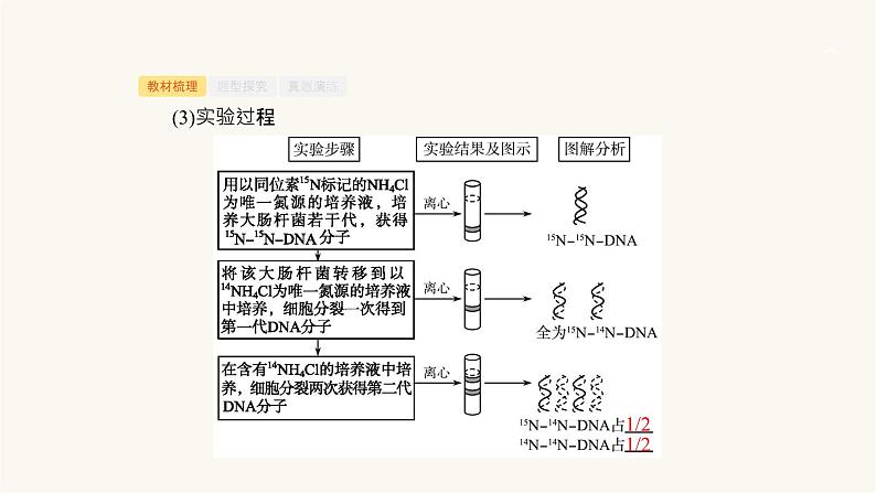 高考生物一轮复习第19讲遗传信息的传递和表达课件第8页