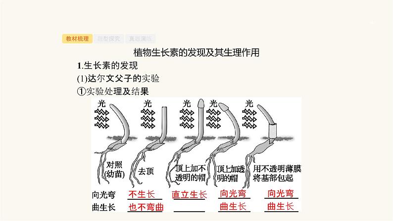 高考生物一轮复习第22讲植物的激素调节课件第4页