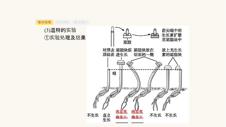 高考生物一轮复习第22讲植物的激素调节课件第7页