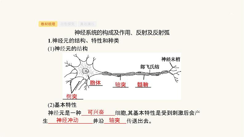 高考生物一轮复习第23讲神经系统的结构与功能ⅰ课件第3页