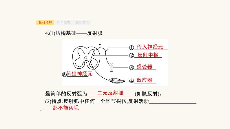 高考生物一轮复习第23讲神经系统的结构与功能ⅰ课件第6页