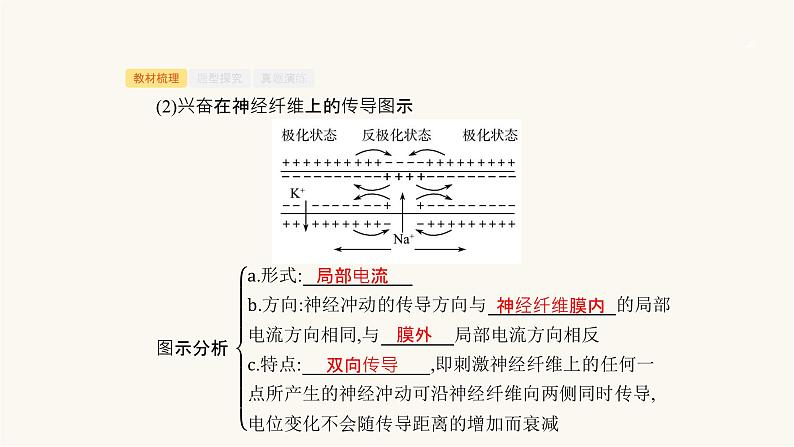 高考生物一轮复习第24讲神经系统的结构与功能ⅱ课件06