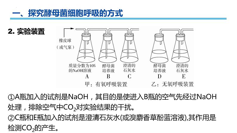 广东省普通高中生物学业水平考试 学考复习课件——第五章细胞的能量供应和利用（第二课时）第4页