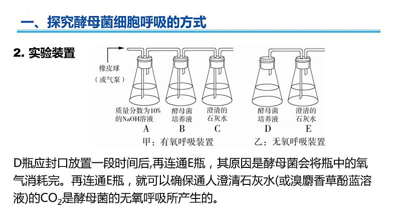 广东省普通高中生物学业水平考试 学考复习课件——第五章细胞的能量供应和利用（第二课时）第5页