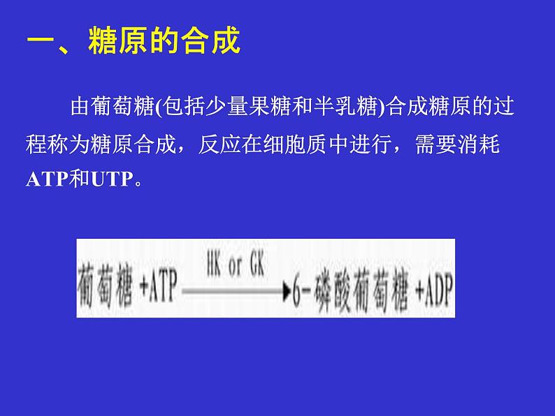 高中生物竞赛糖原的合成与分解课件第3页