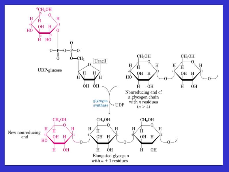 高中生物竞赛糖原的合成与分解课件第4页