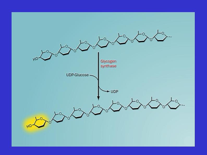 高中生物竞赛糖原的合成与分解课件第5页