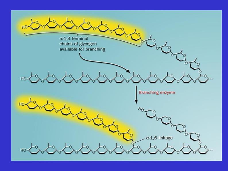 高中生物竞赛糖原的合成与分解课件第6页