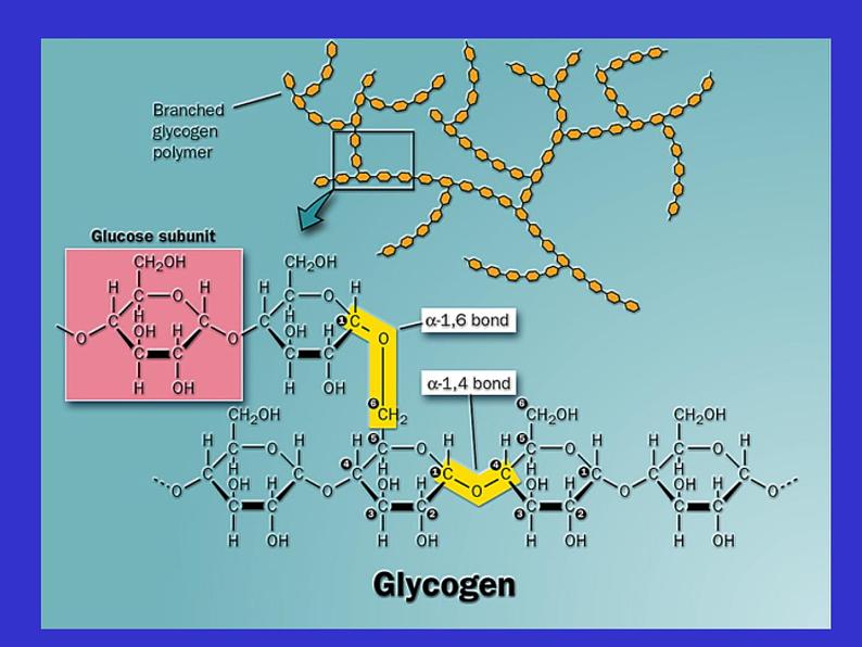 高中生物竞赛糖原的合成与分解课件第8页