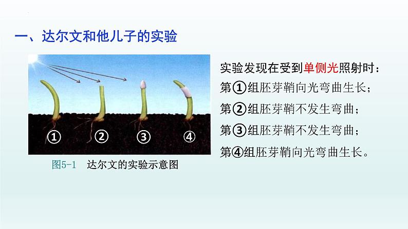 5.1 植物生长素（一）课件--高二上学期生物人教版选择性必修1第5页