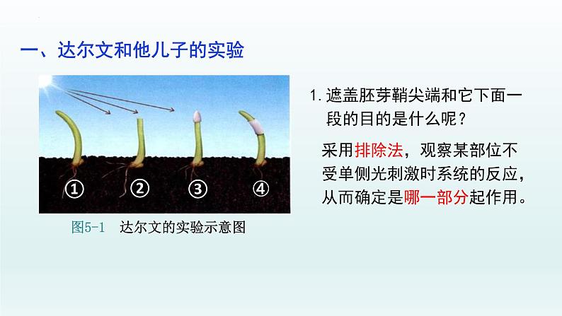 5.1 植物生长素（一）课件--高二上学期生物人教版选择性必修1第6页