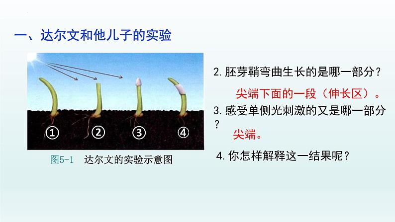 5.1 植物生长素（一）课件--高二上学期生物人教版选择性必修1第7页