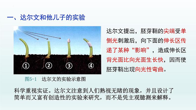 5.1 植物生长素（一）课件--高二上学期生物人教版选择性必修1第8页