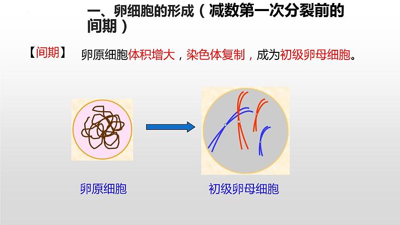 2.1 减数分裂和受精作用 第2课时课件--高一下学期生物人教版必修204