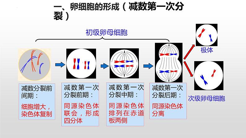 2.1 减数分裂和受精作用 第2课时课件--高一下学期生物人教版必修205