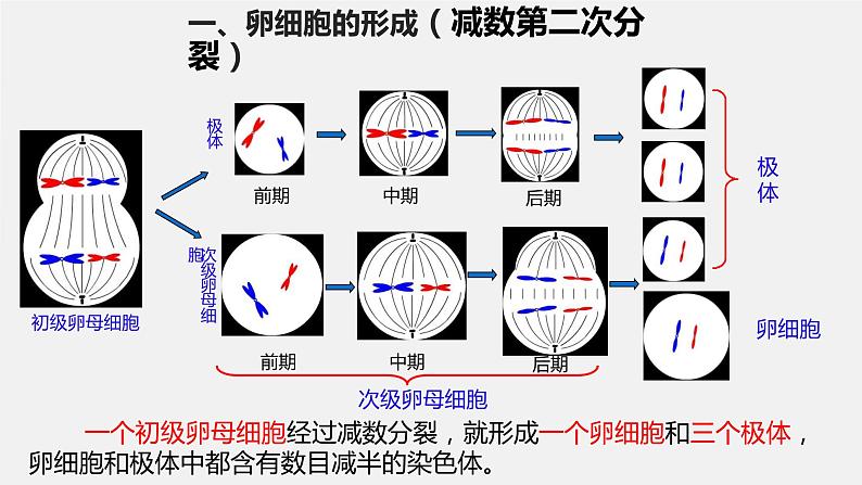 2.1 减数分裂和受精作用 第2课时课件--高一下学期生物人教版必修206