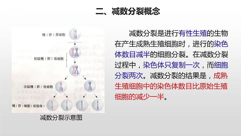 2.1 减数分裂和受精作用 第2课时课件--高一下学期生物人教版必修207