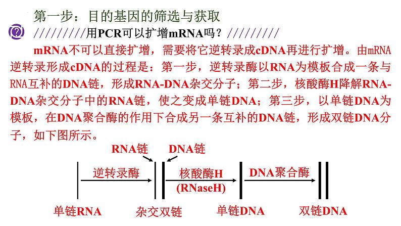 3.2基因工程的基本操作程序课件--高二下学期生物人教版选择性必修3第6页