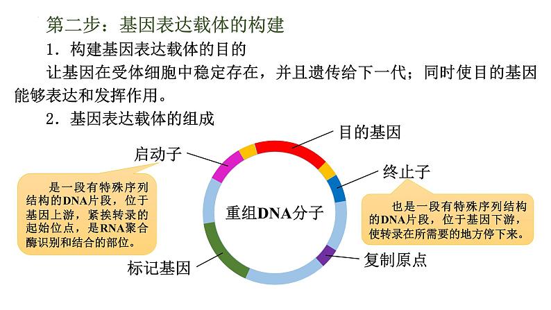 3.2基因工程的基本操作程序课件--高二下学期生物人教版选择性必修3第7页