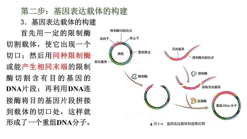 3.2基因工程的基本操作程序课件--高二下学期生物人教版选择性必修3第8页