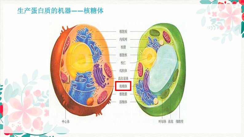 3.2分泌蛋白的合成与运输课件--高一上学期生物人教版必修1第4页