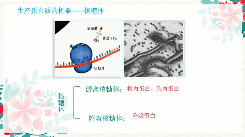 3.2分泌蛋白的合成与运输课件--高一上学期生物人教版必修1第5页