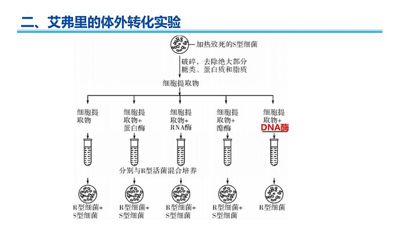 广东省普通高中生物学业水平考试 学考复习课件——必修二第三章基因的本质（第一课时）第5页