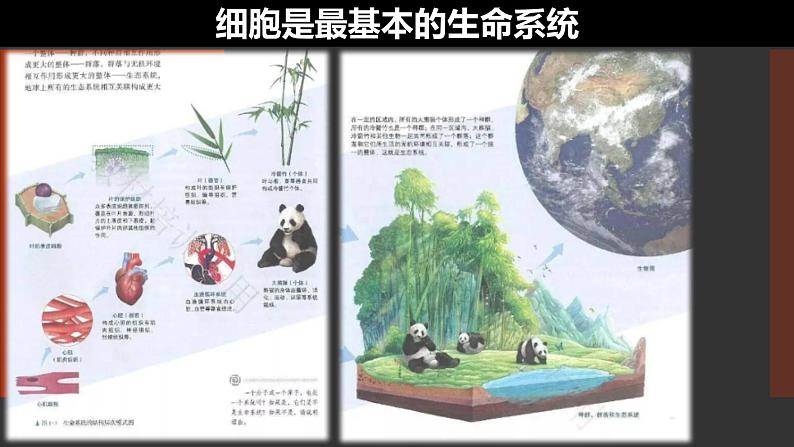 1.1 细胞是生命活动的基本单位课件--高一上学期生物人教版必修1第7页