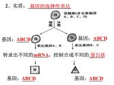 高三一轮复习生物：细胞的分化、衰老和凋亡课件