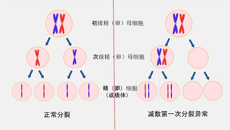 2.1 减数分裂和受精作用课件--高一下学期生物人教版必修203