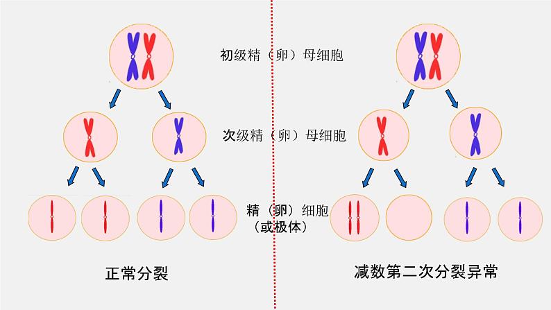 2.1 减数分裂和受精作用课件--高一下学期生物人教版必修204