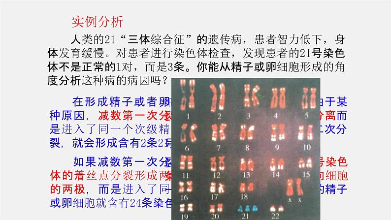 2.1 减数分裂和受精作用课件--高一下学期生物人教版必修205