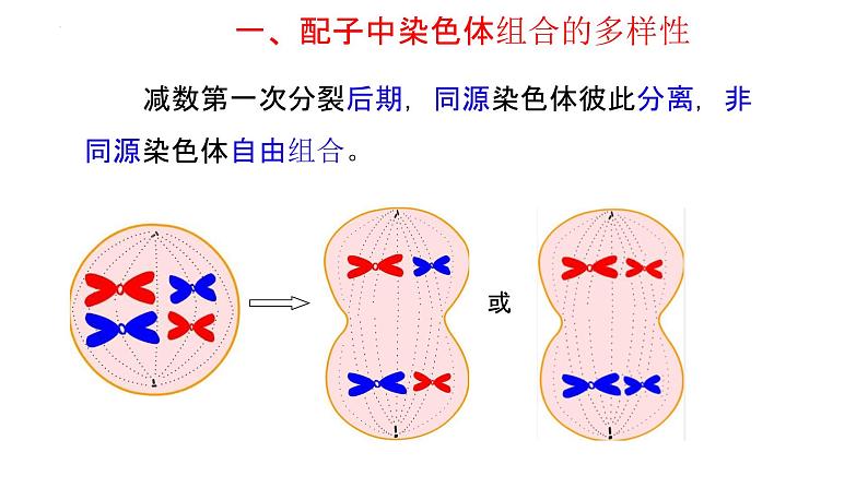 2.1 减数分裂和受精作用课件--高一下学期生物人教版必修207