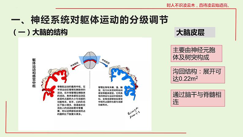 2.4 神经系统的分级调节课件--高二上学期生物人教版选择性必修1第3页