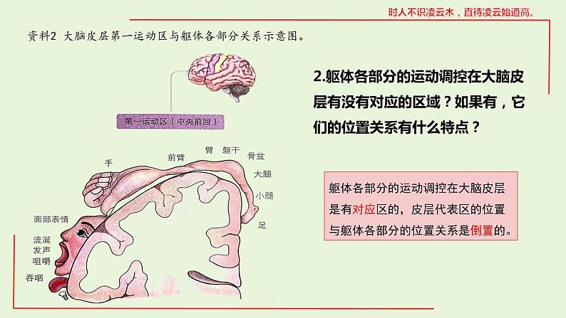 2.4 神经系统的分级调节课件--高二上学期生物人教版选择性必修1第5页