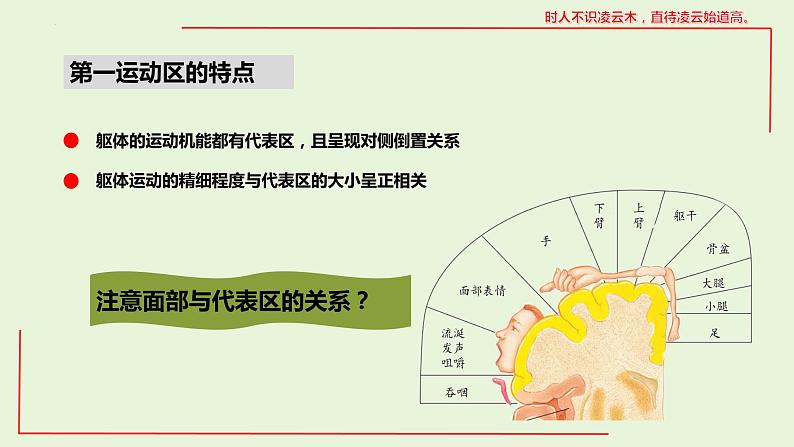 2.4 神经系统的分级调节课件--高二上学期生物人教版选择性必修1第7页