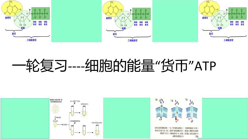 高三一轮复习生物：细胞的能量“货币”ATP课件01