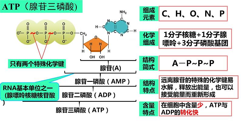 高三一轮复习生物：细胞的能量“货币”ATP课件03