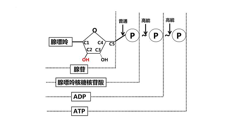 高三一轮复习生物：细胞的能量“货币”ATP课件07